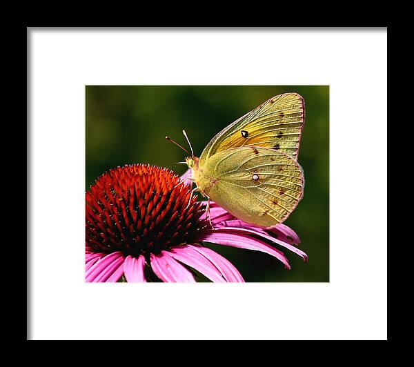 Flower Framed Print featuring the photograph Pretty as a Butterfly by Roger Becker