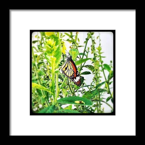 Butterfly Framed Print featuring the photograph Pretty butterfly by Candace Fowler