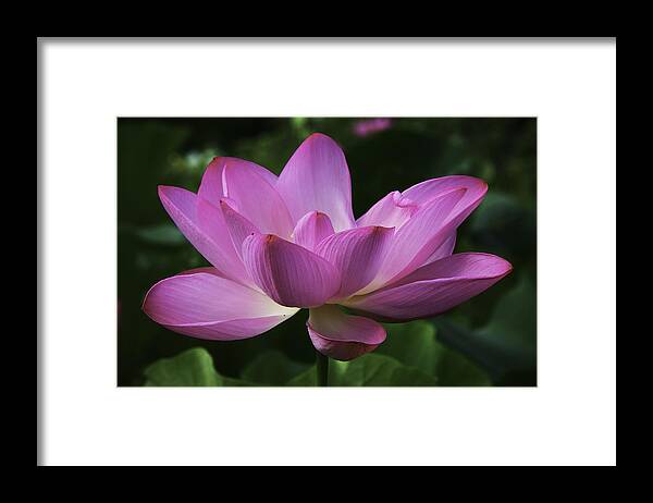 Lotus Framed Print featuring the photograph Pretty in Pink by Cindy Lark Hartman