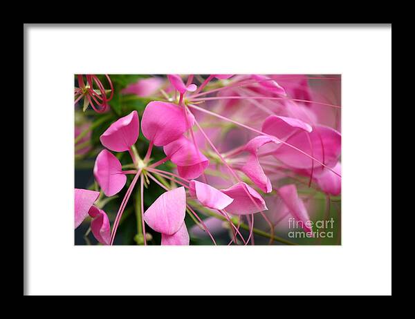 Pink Flowers Framed Print featuring the photograph Pretty in pink by Deena Withycombe