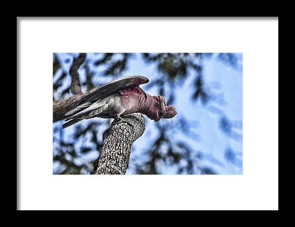 Galah Framed Print featuring the photograph Pretty in Pink by Douglas Barnard