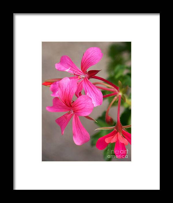 Pink Framed Print featuring the photograph Pretty In Pink by Eunice Miller