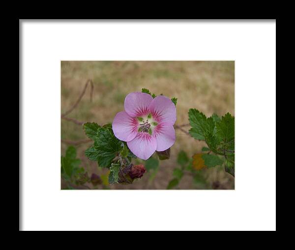 Flower Framed Print featuring the photograph Pretty in pink by Heather L Wright