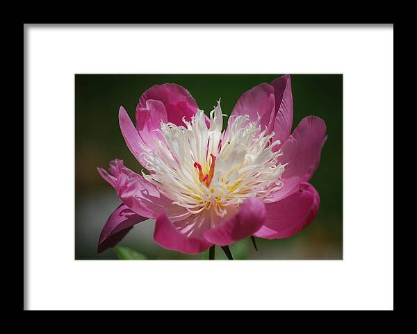 Peony Framed Print featuring the photograph Pretty in Pink by Lori Tambakis
