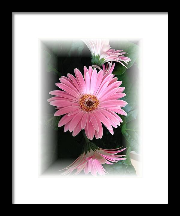 Pink Daisies Framed Print featuring the photograph Pretty In Pink by Marian Lonzetta