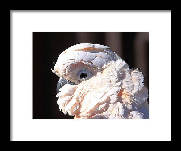 Cockatoo Head Shot Framed Print featuring the photograph Pretty in Pink Salmon-Crested Cockatoo Portrait by Andrea Lazar