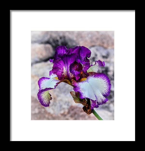 Flowers Framed Print featuring the photograph Pretty N Purple by Elaine Malott