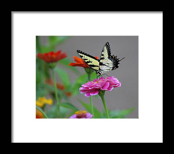 Butterfly Framed Print featuring the photograph Pretty On Pink by Lorna Rose Marie Mills DBA Lorna Rogers Photography