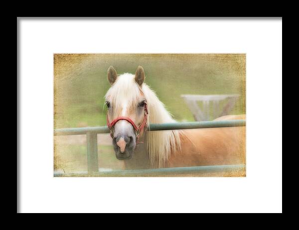 Animals Framed Print featuring the photograph Pretty Palomino Horse Photography by Eleanor Abramson