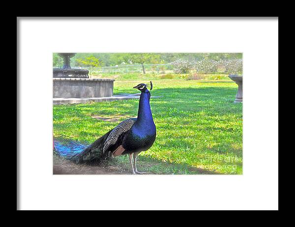Peacock Framed Print featuring the photograph Pretty Peacock by Bridgette Gomes