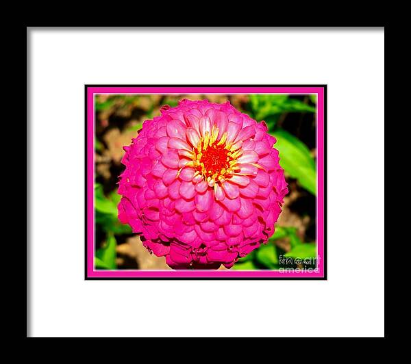 Zinnia Full Bloom Macro Capture Bright And Light Pink Green Backgorund With Hot Pink Border Flower Photos Framed Print featuring the photograph Pretty Pink Princess Zinnia Flower Castle by Kimberlee Baxter