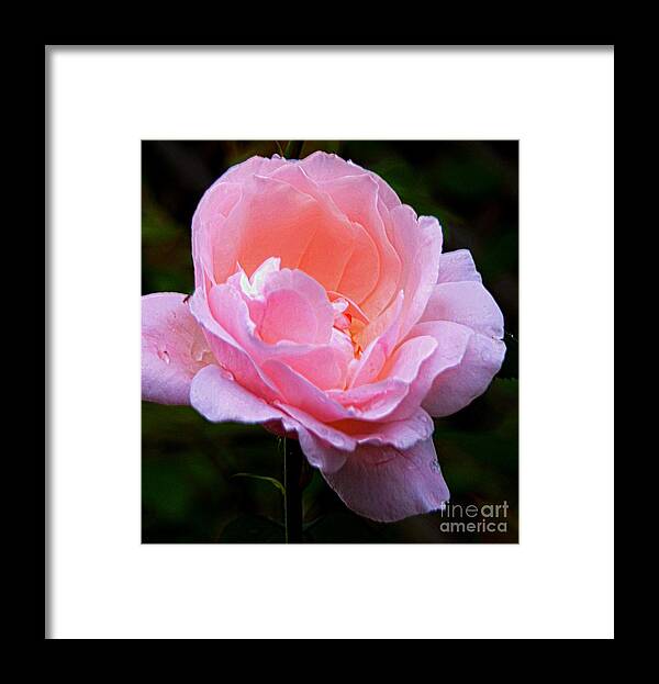 #pink Framed Print featuring the photograph Pretty Pink Rose by Kathleen Struckle
