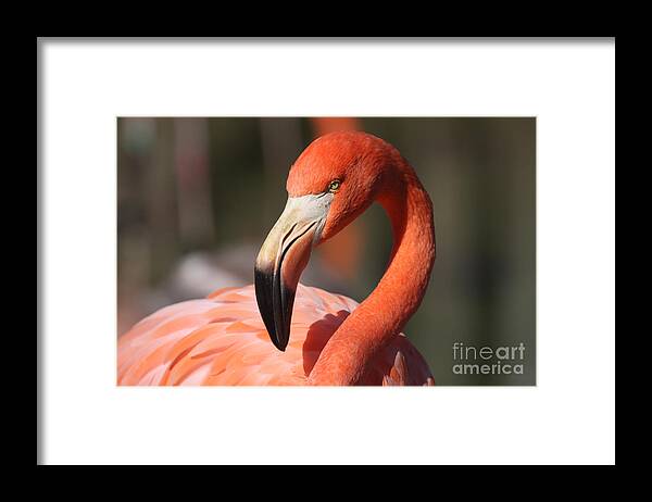 Flamingo Framed Print featuring the photograph Pretty Pose by Jayne Carney