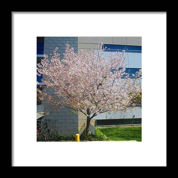 Pink Framed Print featuring the photograph Spring Pink by Ifunanya Onyima