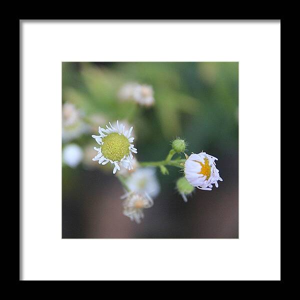 Nofilter Framed Print featuring the photograph #pretty #yellow And #white #flower by Dede Friedla