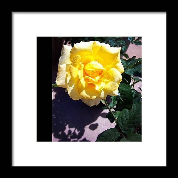 Beautiful Framed Print featuring the photograph #pretty #yellow #flower #rose #plant by Carlee Ortiz