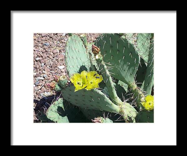 Prickly Framed Print featuring the photograph Prickly Pear Bees by The GYPSY