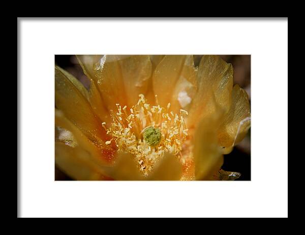 Nature Framed Print featuring the photograph Prickly Pear Blossom by Trent Mallett