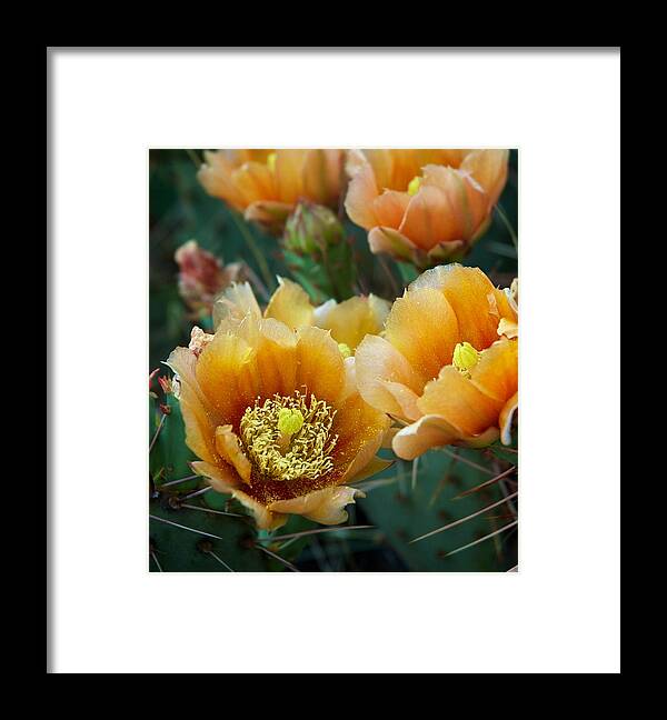 Cacti Framed Print featuring the photograph Prickly Pear Cactus by Mary Lee Dereske