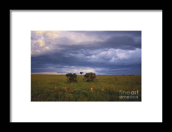 Outdoors Framed Print featuring the photograph Pride Of Lions by Art Wolfe