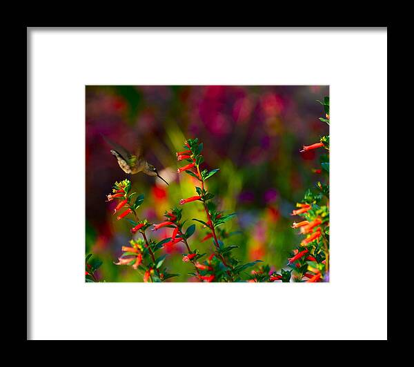Hummingbird Framed Print featuring the photograph Prime Directive by Abbie Loyd Kern
