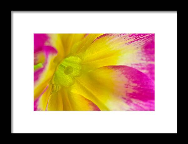 Nature Framed Print featuring the photograph Primrose Glow by Joan Herwig