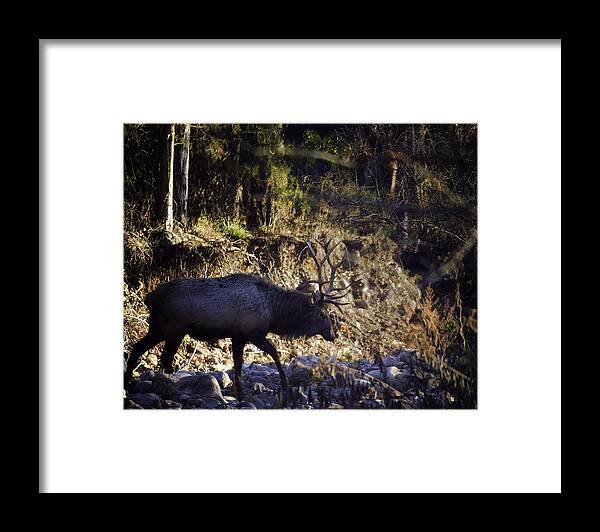 Bull Elk Framed Print featuring the photograph Prince Crosses a Stream by Michael Dougherty
