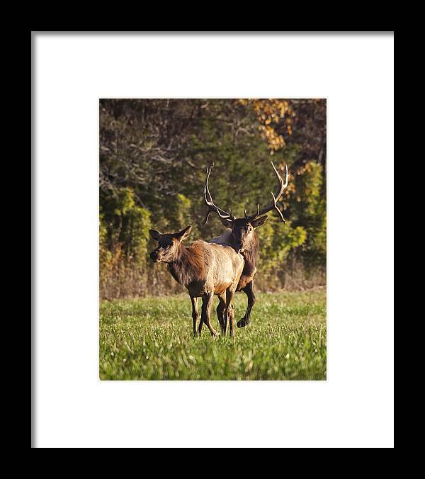 Royal Bull Elk Framed Print featuring the photograph Prince Rutting in 2011 by Michael Dougherty