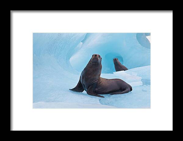 2010 Framed Print featuring the photograph Prince William Sound, Alaska, A Pair by Hugh Rose