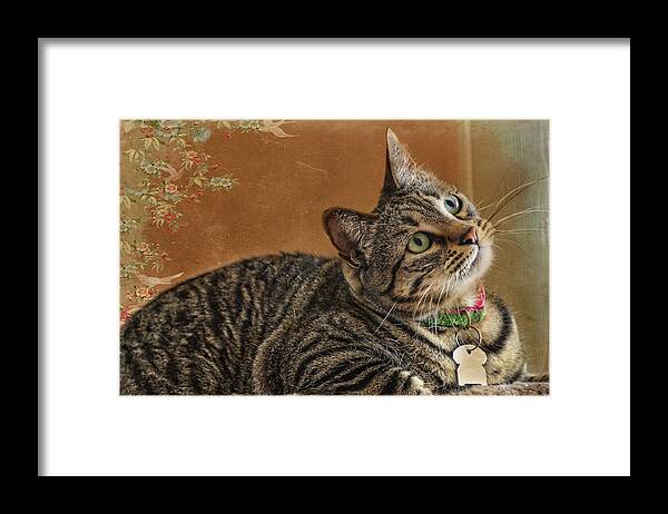 Cats Framed Print featuring the photograph Princess Diana by Barbara Manis