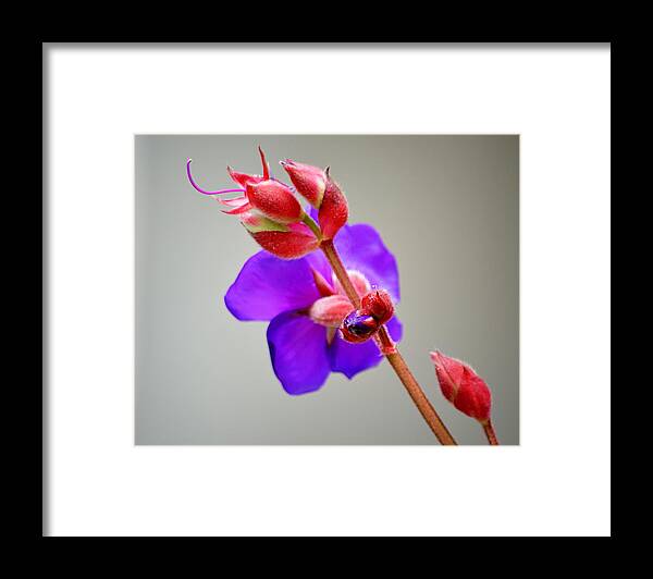Flower Princess Bloom Red Violet Ayjay Photography Framed Print featuring the photograph Princess Flower Blooms by AJ Schibig