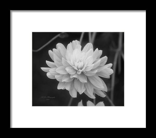 Dahlia Framed Print featuring the photograph Prissy In Black and White by Jeanette C Landstrom