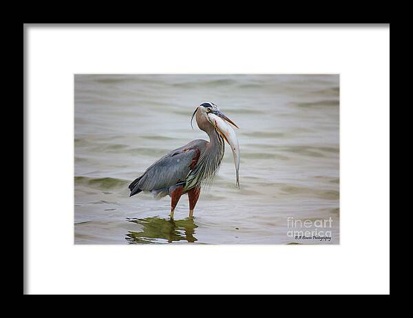 Great Blue Heron Framed Print featuring the photograph Prize Catch by Barbara Bowen