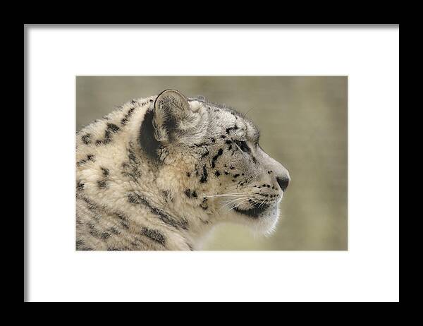 Snow Leopard Framed Print featuring the photograph Profile of a snow leopard by Chris Boulton