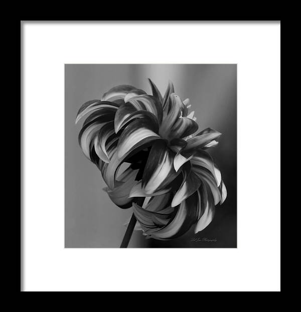 Dahlia Framed Print featuring the photograph Profile of Not Santa Two in Black and White by Jeanette C Landstrom