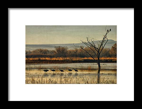 Sandhill Cranes Framed Print featuring the photograph Promenade of the Cranes by Priscilla Burgers