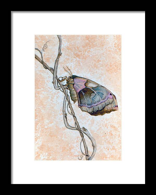 Promethea Moth Framed Print featuring the painting Promethea Moth by Katherine Miller