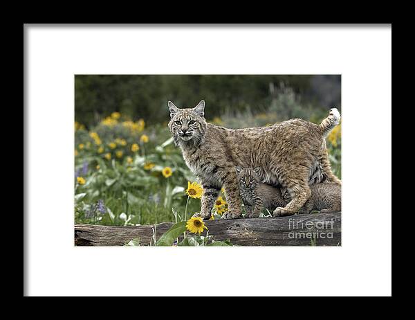 Bobcat And Kittens Framed Print featuring the photograph Protection by Wildlife Fine Art