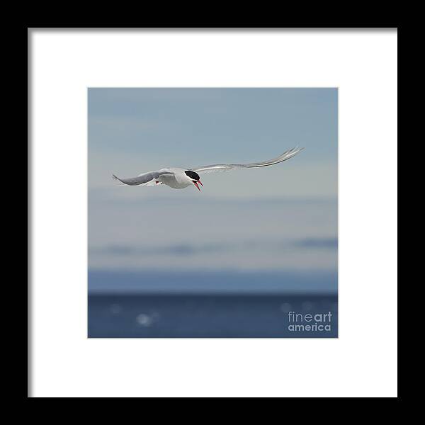 Antarctic Tern Framed Print featuring the photograph Protective.. by Nina Stavlund