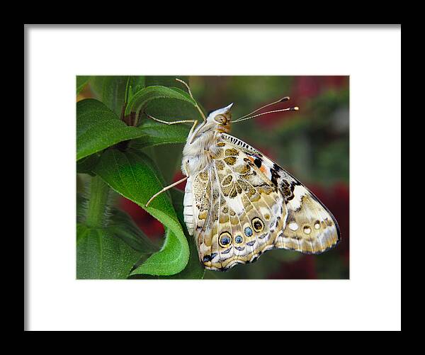 Butterfly Framed Print featuring the photograph Proud by David and Carol Kelly
