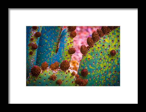 Psychedelic Framed Print featuring the photograph Psychedelic Cactus by Glenn DiPaola