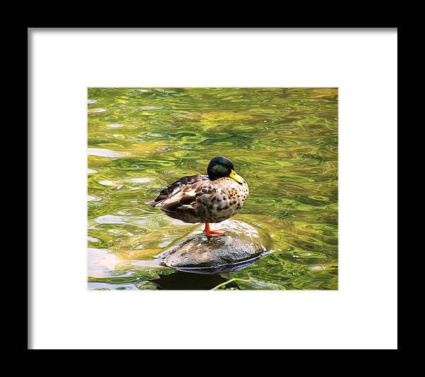 Bird Framed Print featuring the photograph Psychedelic Duck by Flees Photos