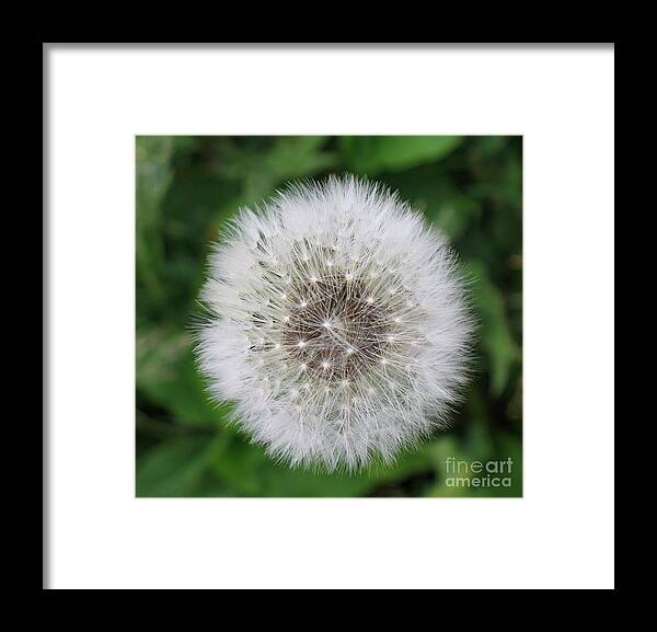 Dandelion.flower Framed Print featuring the photograph Puff by Barry Bohn