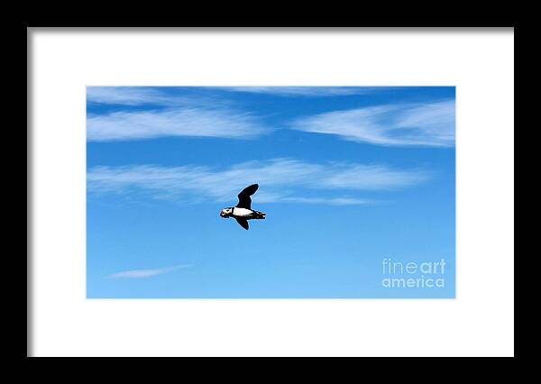 Puffin Framed Print featuring the photograph Puffin in Flight by David Grant