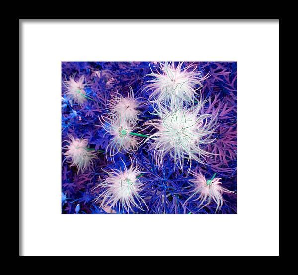 Puffy Framed Print featuring the photograph Pulsatilla Seed-head by Laurie Tsemak