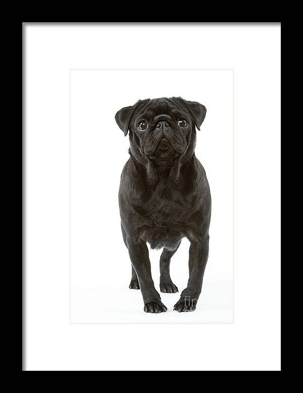 Pug Framed Print featuring the photograph Pug Dog by Jean-Michel Labat