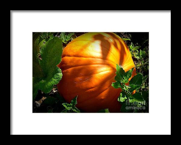 Fall Season Framed Print featuring the photograph Pumpkin Shade by Susan Garren
