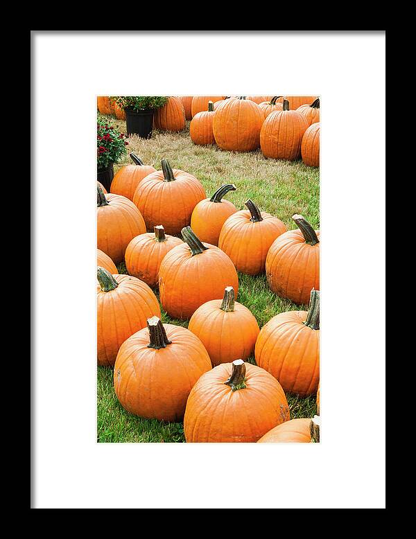 In A Row Framed Print featuring the photograph Pumpkins For Sale At A Farmers Market by Antonio M. Rosario