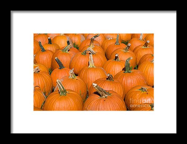 Plant Framed Print featuring the photograph Pumpkins by Millard H Sharp