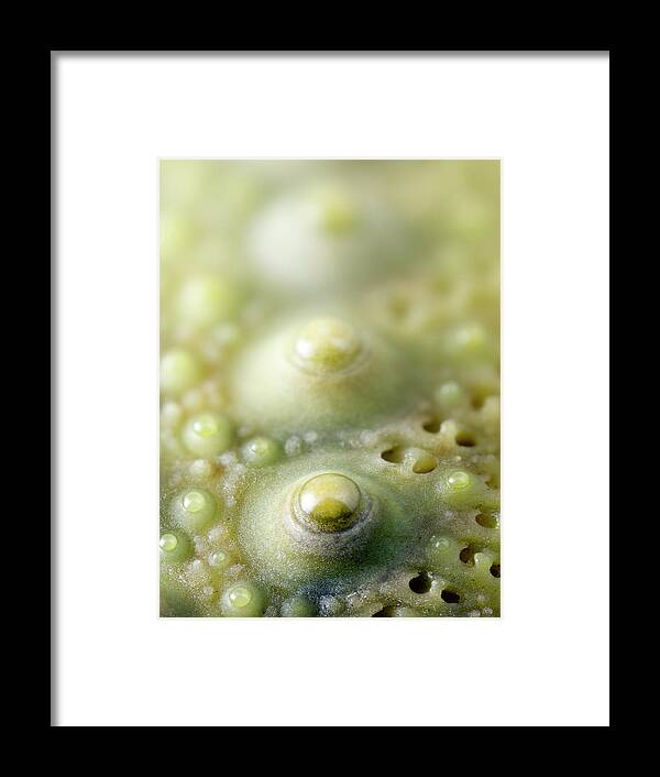 Sea Urchin Framed Print featuring the photograph Punk Is Dead by By Mediotuerto